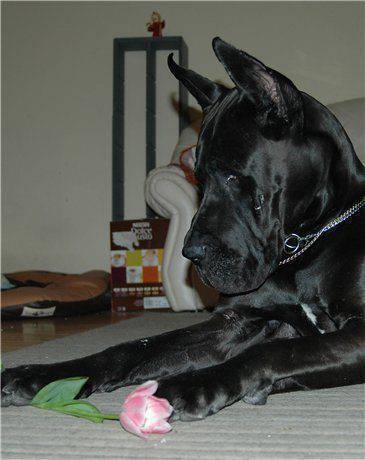 Dog Niemiecki 3