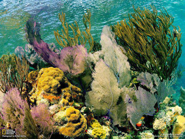 National Geographic 2012 16