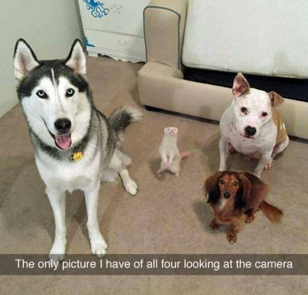 Foto pobudka #1369 88