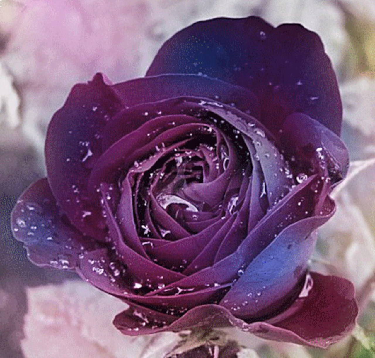 Роза фиолетовый закат цвет