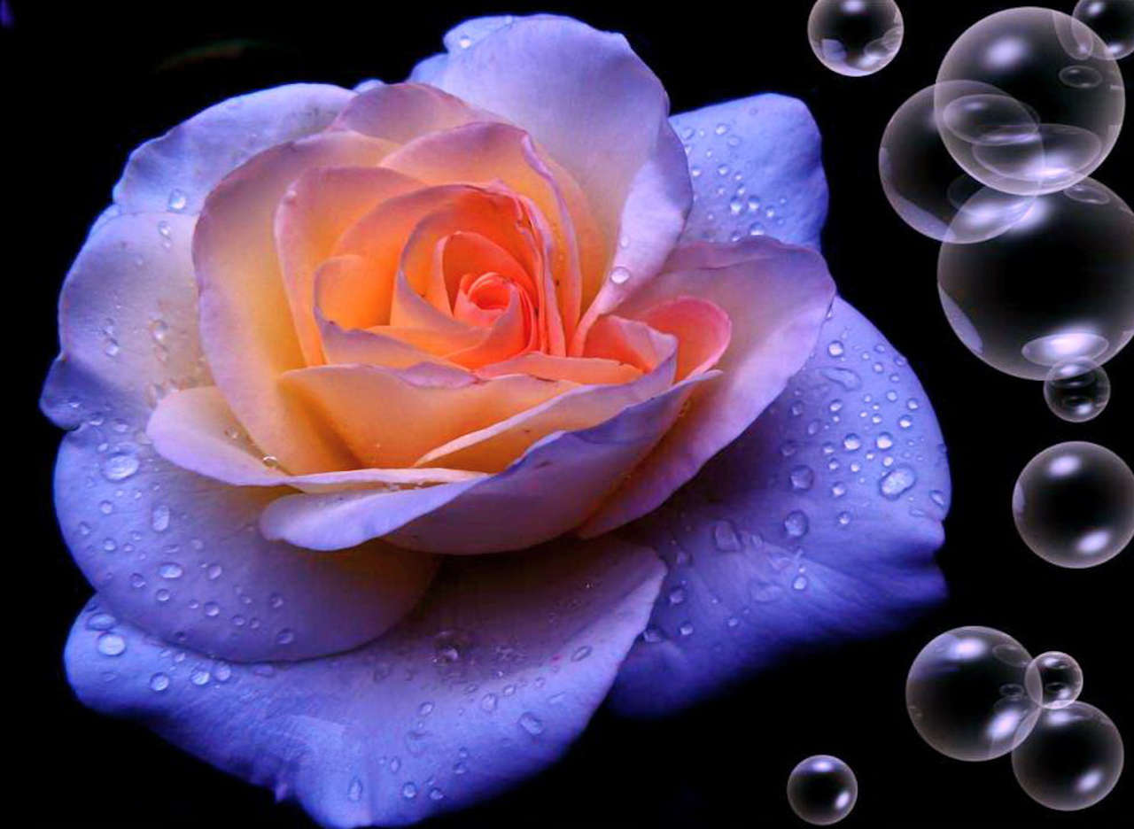 Роза с каплями воды на тёмном фоне