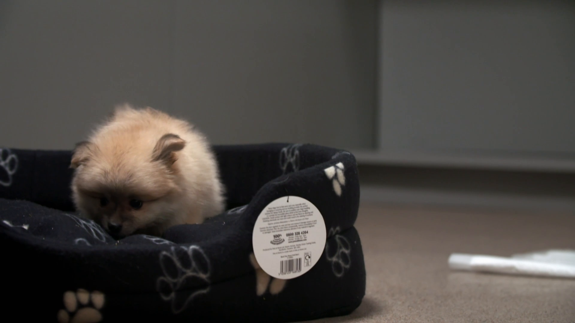 Paul O Grady For the Love of Dogs S07E06 1080p AMZN WEB-DL DDP2 0 H 264-NTb Paul O Grady For the Love of Dogs S07E06 1080p AMZN WEB-DL DDP2 0 H 264-NTb