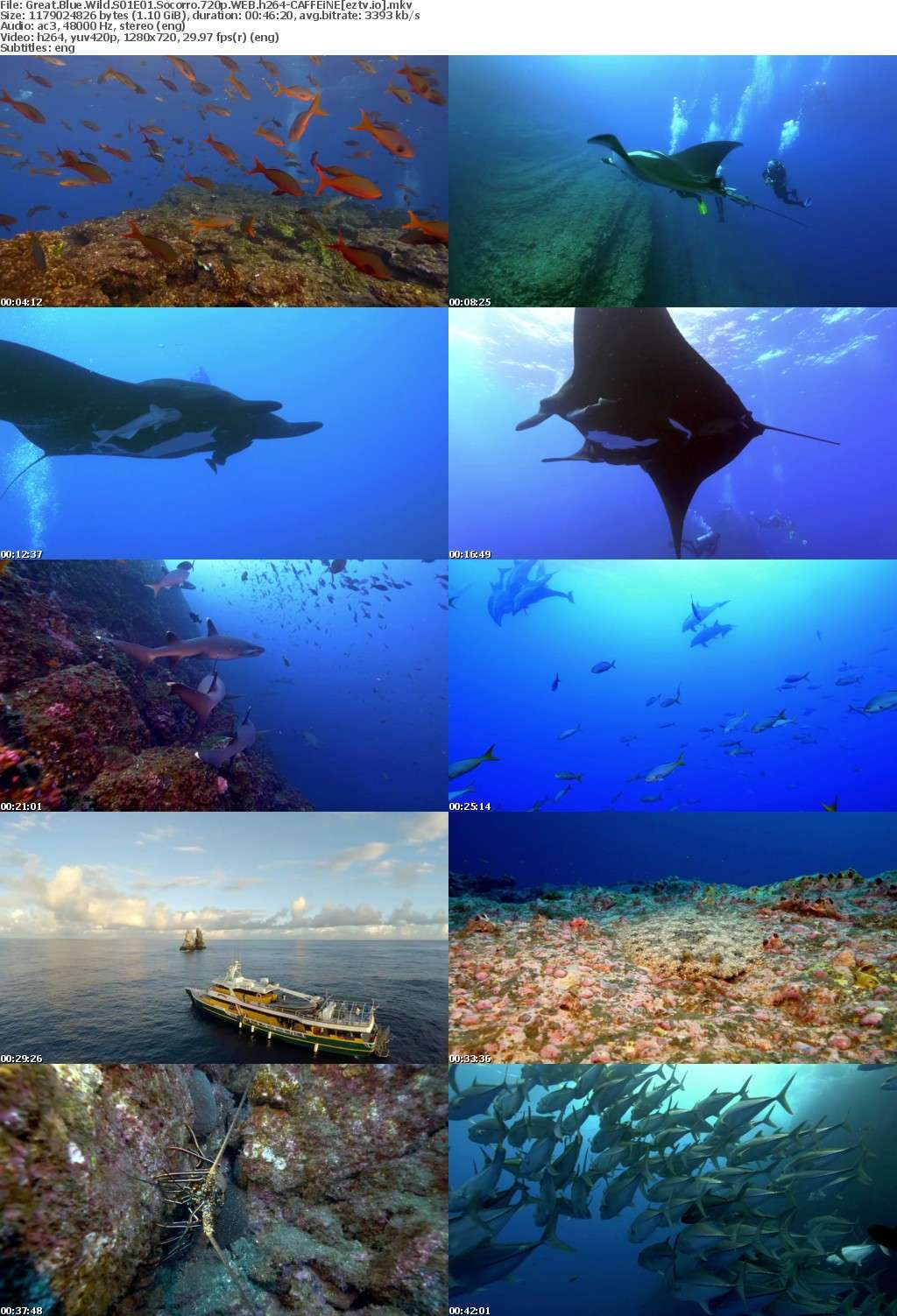 Great Blue Wild S01E01 Socorro 720p WEB h264-CAFFEiNE Great Blue Wild S01E01 Socorro 720p WEB h264-CAFFEiNE