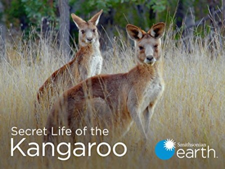 Secret Life of the Kangaroo S01E01 Mob Rules WEB h264-CAFFEiNE