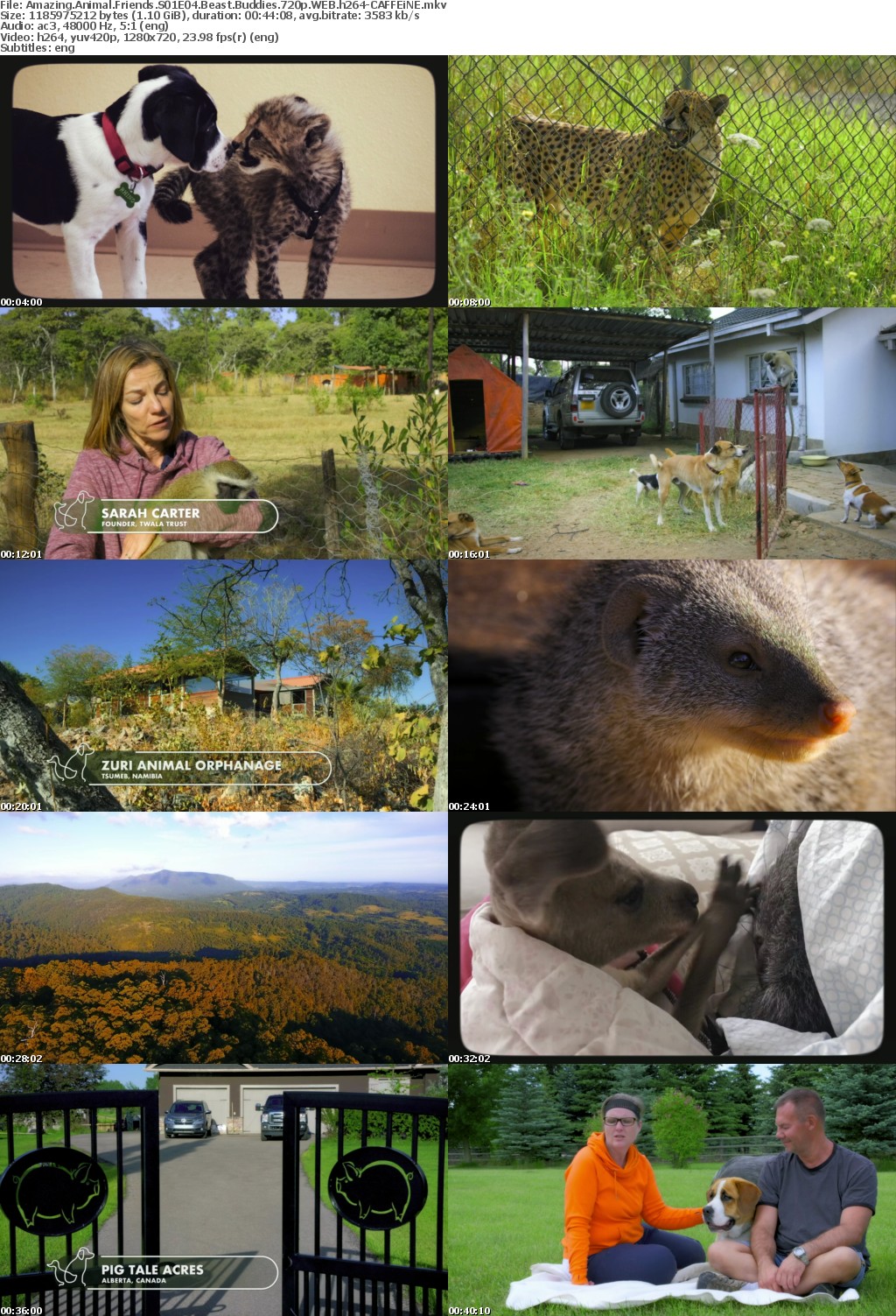 Amazing Animal Friends S01E04 Beast Buddies 720p WEB h264-CAFFEiNE