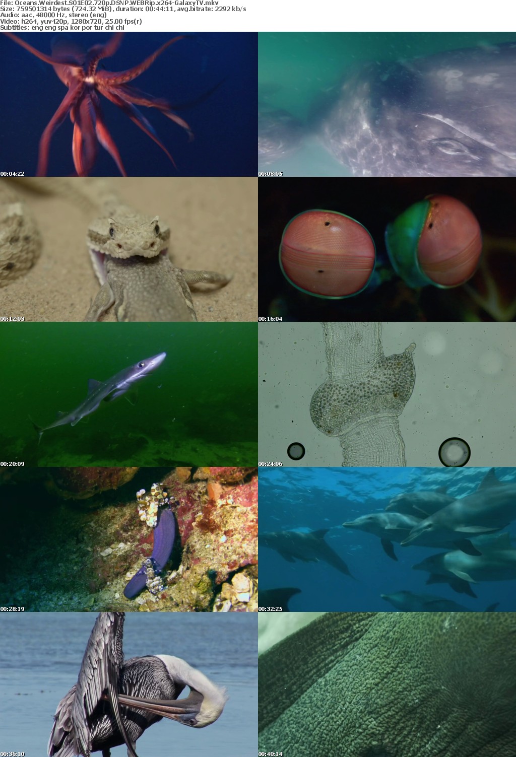 Oceans Weirdest S01 COMPLETE 720p DSNP WEBRip x264-GalaxyTV